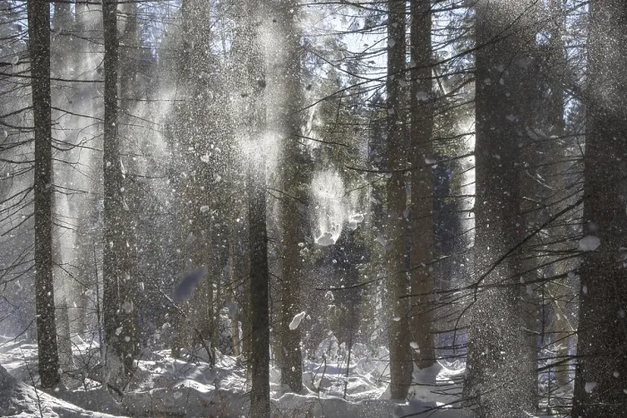 Framed Print : Snow falling from branches of spruce trees in coniferous forest blown away by gust of wind in winter
