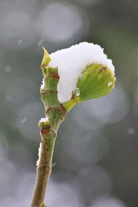 Framed Print : Snow on a fig on a branch, fig tree (Ficus) Framed Print : Snow on a fig on a branch, fig tree (Ficus)
