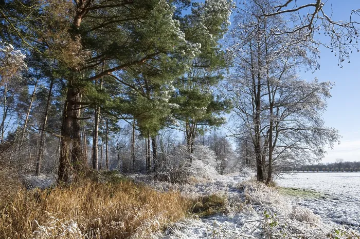Framed Print : Snow, forest edge in winter, Barnbruch nature reserve