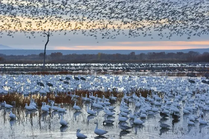 Framed Print : Snow Geese (Anser caerulescens atlanticus) Framed Print : Snow Geese (Anser caerulescens atlanticus)