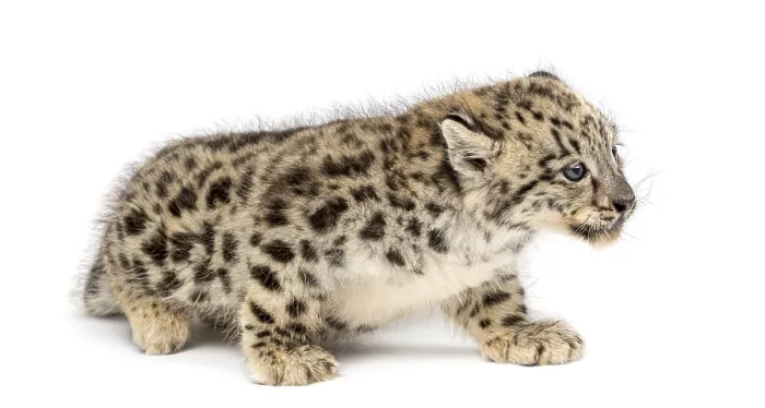 Framed Print : Snow Leopard cub, Panthera uncia, 1, 5 month