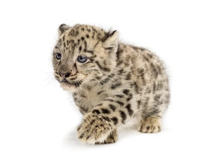 Framed Print : Snow Leopard cub, Panthera uncia, 1, 5 month Framed Print : Snow Leopard cub, Panthera uncia, 1, 5 month
