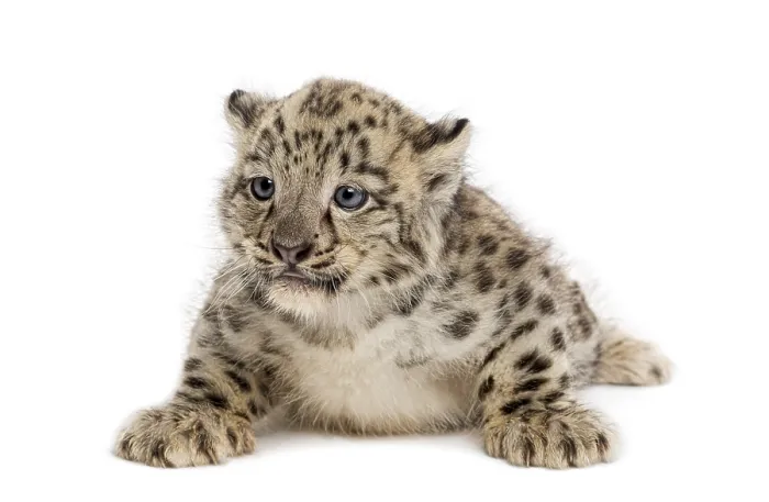 Framed Print : Snow Leopard cub, Panthera uncia, 1, 5 month Framed Print : Snow Leopard cub, Panthera uncia, 1, 5 month