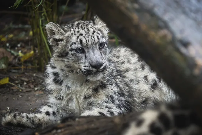 Framed Print : Snow leopard cub (Panthera uncia)