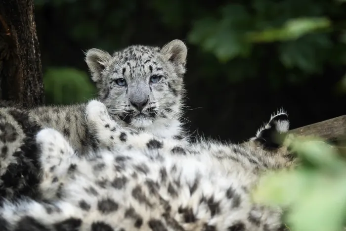 Framed Print : Snow leopard cub (Panthera uncia) Framed Print : Snow leopard cub (Panthera uncia)