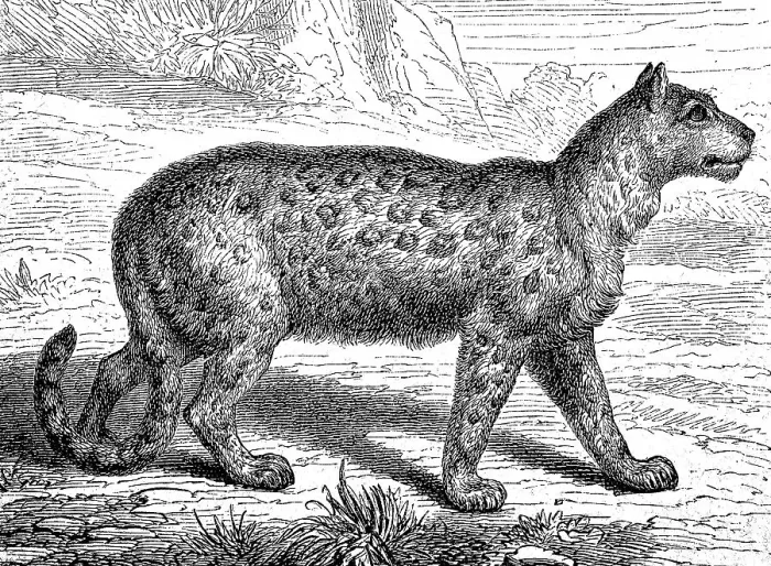 Framed Print : Snow leopard, Irbis or ounce, Panthera uncia Framed Print : Snow leopard, Irbis or ounce, Panthera uncia