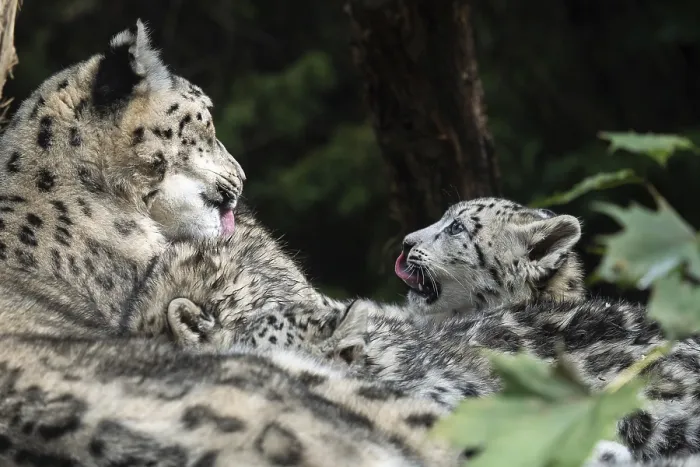 Framed Print : Snow leopard mother with cub. (Panthera uncia) Framed Print : Snow leopard mother with cub. (Panthera uncia)