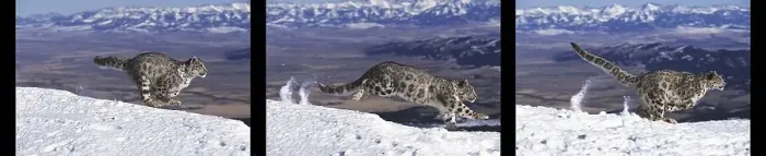 Framed Print : Snow Leopard or Ounce, uncia uncia