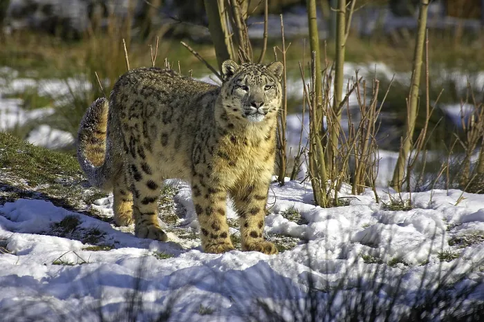 Framed Print : Snow Leopard or Ounce, uncia uncia Framed Print : Snow Leopard or Ounce, uncia uncia