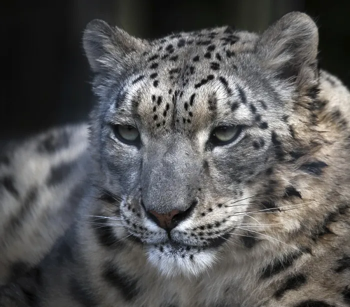 Framed Print : Snow Leopard (Panthera uncia)