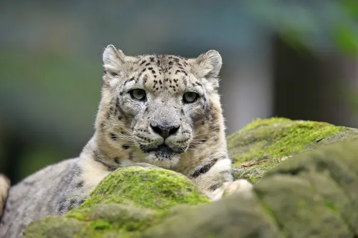 Framed Print : Snow leopard (Panthera uncia), adult Framed Print : Snow leopard (Panthera uncia), adult
