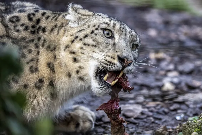 Framed Print : Snow leopard (Panthera uncia), captive Framed Print : Snow leopard (Panthera uncia), captive