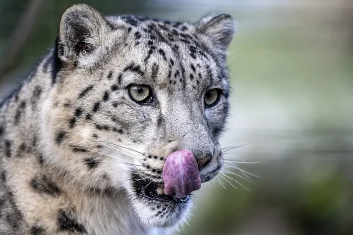 Framed Print : Snow leopard (Panthera uncia), captive