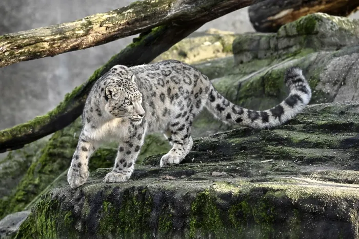 Framed Print : Snow leopard (Panthera uncia), captive Framed Print : Snow leopard (Panthera uncia), captive