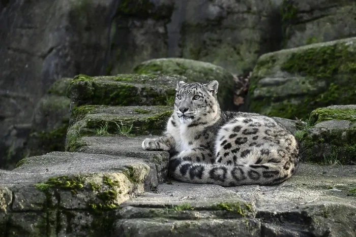 Framed Print : Snow leopard (Panthera uncia), captive Framed Print : Snow leopard (Panthera uncia), captive