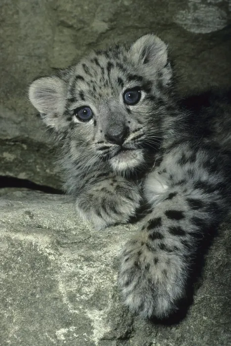 Framed Print : Snow Leopard (Panthera uncia), cub, on rock
