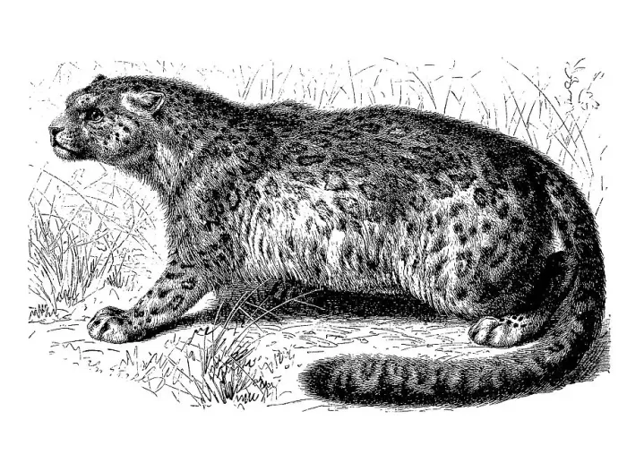 Framed Print : Snow leopard (Panthera uncia), Irbis or ounce