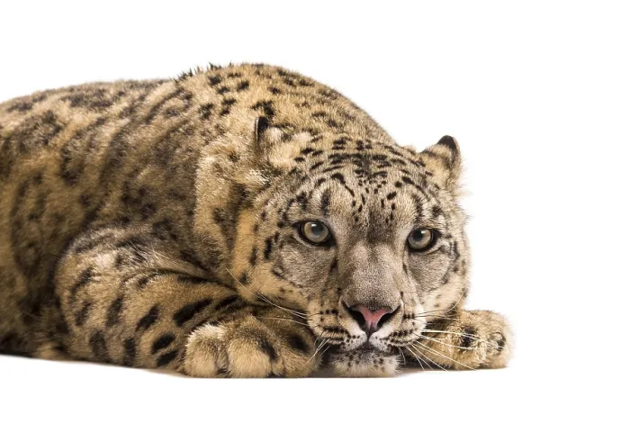 Framed Print : Snow leopard, Panthera uncia, also known as the ounce lying down against white background