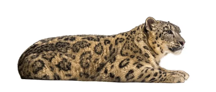 Framed Print : Snow leopard, Panthera uncia, also known as the ounce lying down against white background Framed Print : Snow leopard, Panthera uncia, also known as the ounce lying down against white background