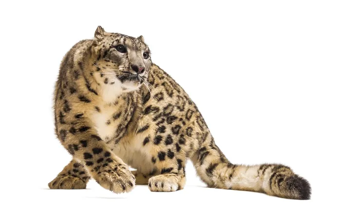 Framed Print : Snow leopard, Panthera uncia, also known as the ounce sitting against white background