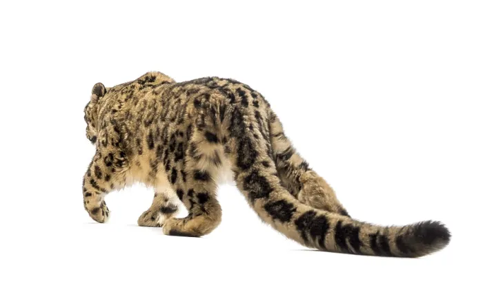 Framed Print : Snow leopard, Panthera uncia, also known as the ounce walking against white background Framed Print : Snow leopard, Panthera uncia, also known as the ounce walking against white background