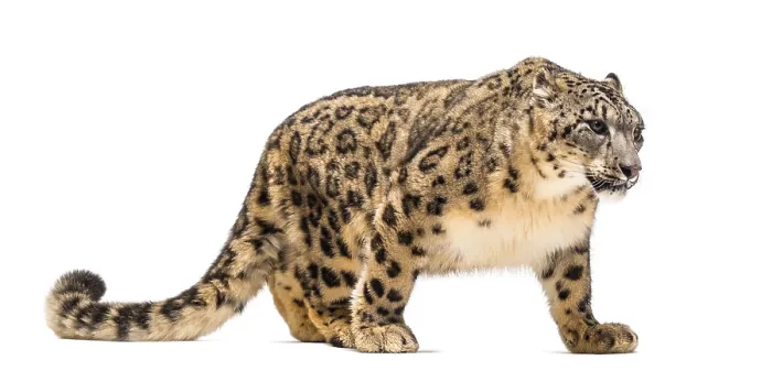 Framed Print : Snow leopard, Panthera uncia, also known as the ounce walking against white background
