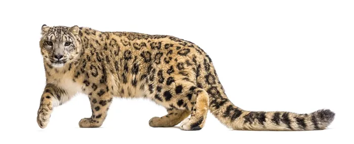 Framed Print : Snow leopard, Panthera uncia, also known as the ounce walking against white background Framed Print : Snow leopard, Panthera uncia, also known as the ounce walking against white background