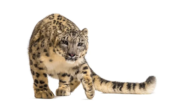 Framed Print : Snow leopard, Panthera uncia, also known as the ounce walking against white background Framed Print : Snow leopard, Panthera uncia, also known as the ounce walking against white background