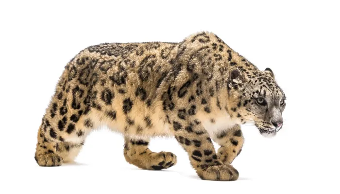 Framed Print : Snow leopard, Panthera uncia, also known as the ounce walking against white background Framed Print : Snow leopard, Panthera uncia, also known as the ounce walking against white background