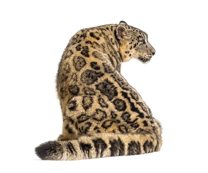 Framed Print : Snow leopard, Panthera uncia, also known as the ounce walking against white background