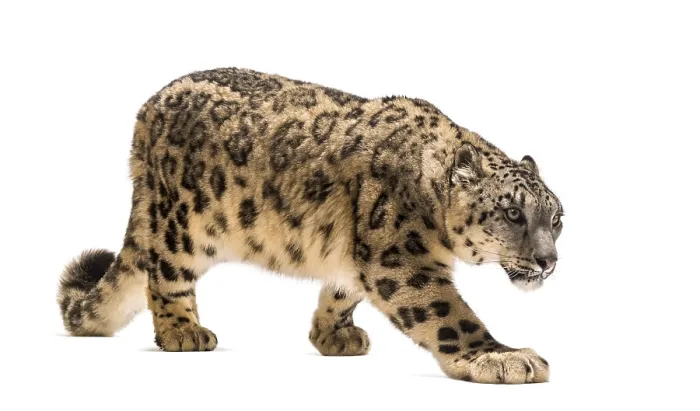 Framed Print : Snow leopard, Panthera uncia, also known as the ounce walking against white background Framed Print : Snow leopard, Panthera uncia, also known as the ounce walking against white background