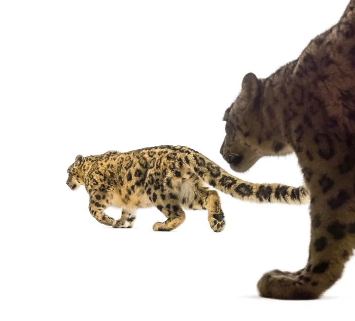 Framed Print : Snow leopard, Panthera uncia, also known as the ounce walking against white background