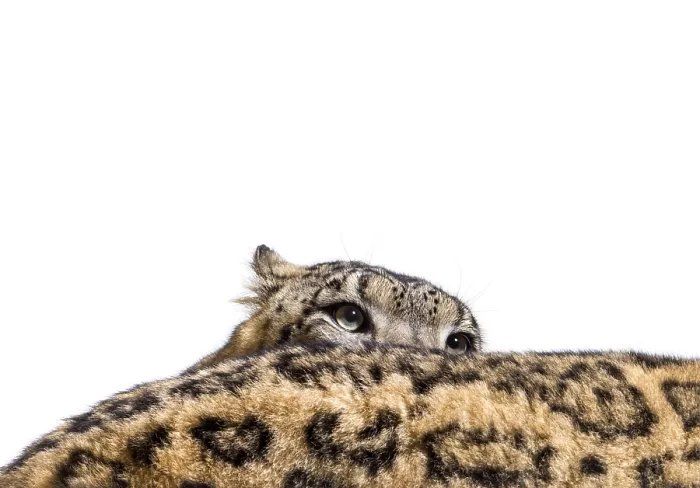 Framed Print : Snow leopard, Panthera uncia, also known as the ounce walking against white background Framed Print : Snow leopard, Panthera uncia, also known as the ounce walking against white background