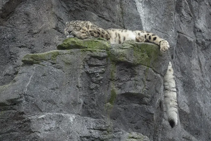 Framed Print : Snow leopard (Panthera uncia) lying on a rock Framed Print : Snow leopard (Panthera uncia) lying on a rock
