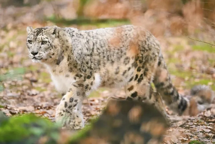 Framed Print : Snow leopard (Panthera uncia) sneaking through the forest
