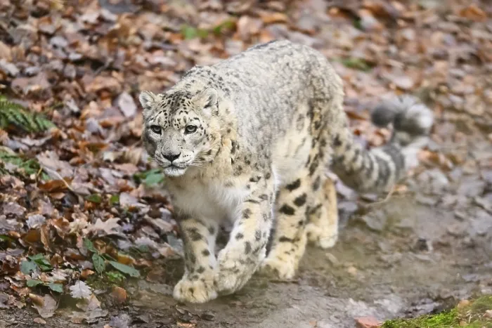 Framed Print : Snow leopard (Panthera uncia) sneaking through the forest
