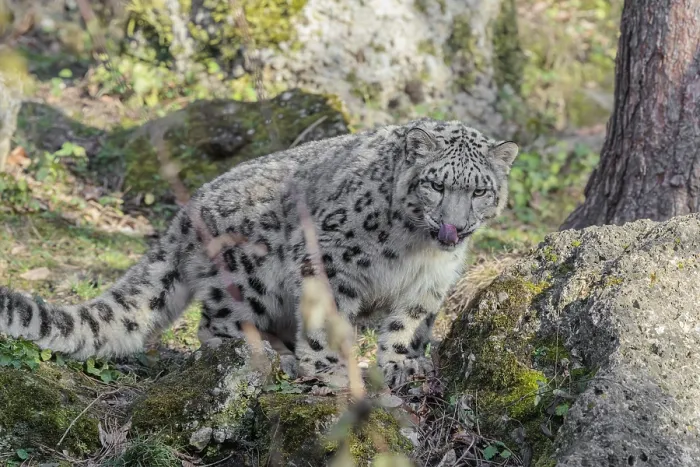 Framed Print : A snow leopard (Panthera uncia) stands on a rock next to a tree in hilly terrain on a sunny day