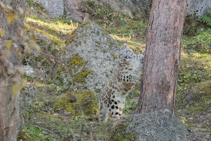 Framed Print : A snow leopard (Panthera uncia) stands on a sunny day between rocks next to a tree on hilly terrain Framed Print : A snow leopard (Panthera uncia) stands on a sunny day between rocks next to a tree on hilly terrain