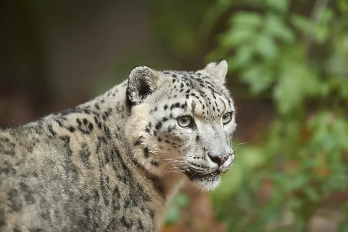 Framed Print : Snow leopard (Panthera uncia) or (Uncia uncia) portrait in autumn