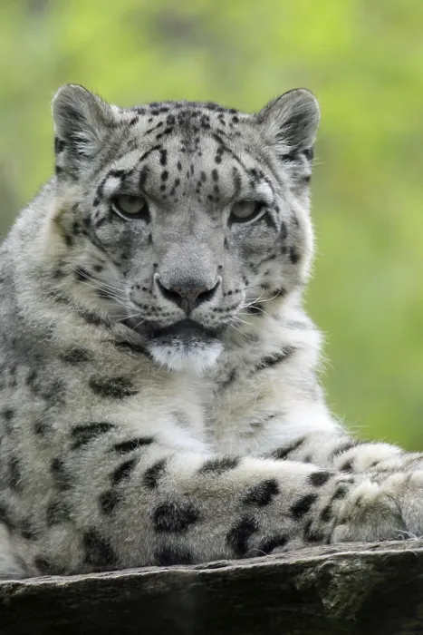 Framed Print : Snow leopard Snow leopard