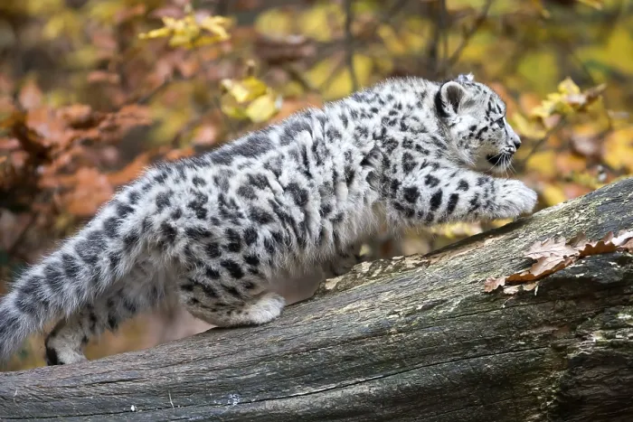 Framed Print : A snow leopard stretching on a tree trunk with a colourful autumn leaf background Framed Print : A snow leopard stretching on a tree trunk with a colourful autumn leaf background