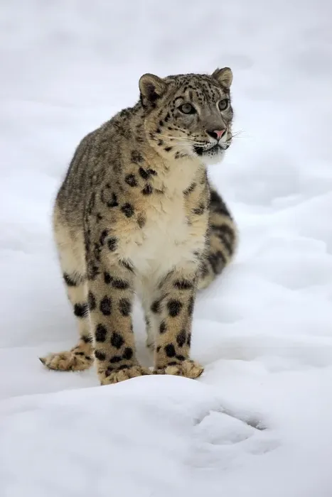 Framed Print : Snow leopard (uncia uncia), adult Framed Print : Snow leopard (uncia uncia), adult