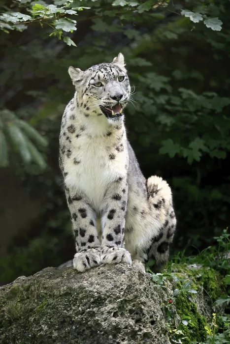 Framed Print : Snow leopard (Uncia uncia), adult Framed Print : Snow leopard (Uncia uncia), adult