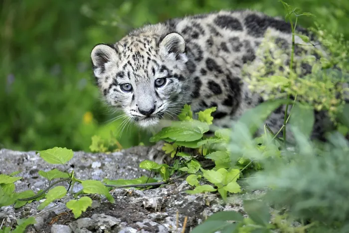 Framed Print : Snow leopard (Uncia uncia), young