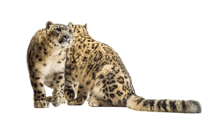 Framed Print : Snow leopards, Panthera uncia, also known as the ounce sitting against white background