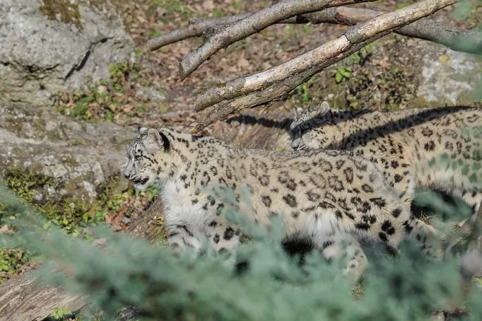 Framed Print : Two snow leopards (Panthera uncia) run side by side on a sunny day along a mountainside between rocks and trees Framed Print : Two snow leopards (Panthera uncia) run side by side on a sunny day along a mountainside between rocks and trees