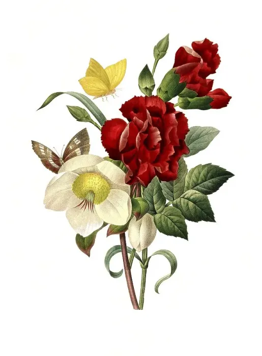 Framed Print : Snow lily, hellebore (Helleborus) niger and red-flowered tagetes Framed Print : Snow lily, hellebore (Helleborus) niger and red-flowered tagetes