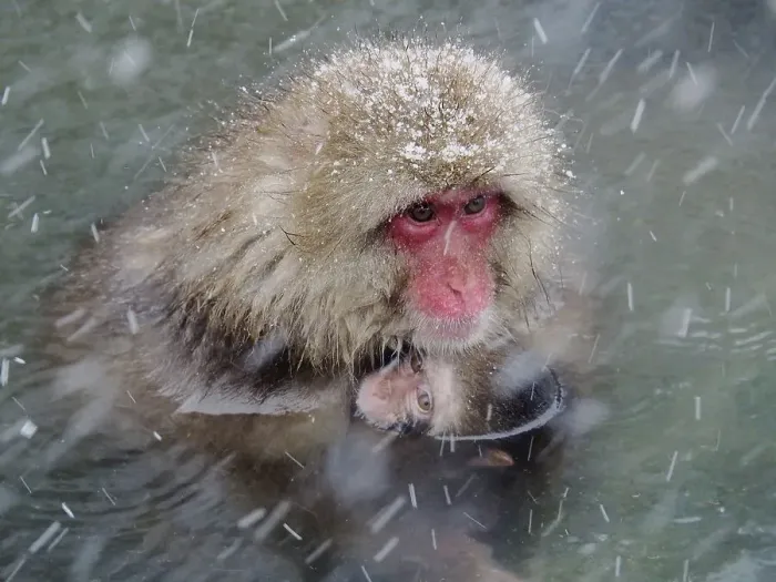 Framed Print : A snow monkey, Japan macaque, japanese macaque (Macaca fuscata)