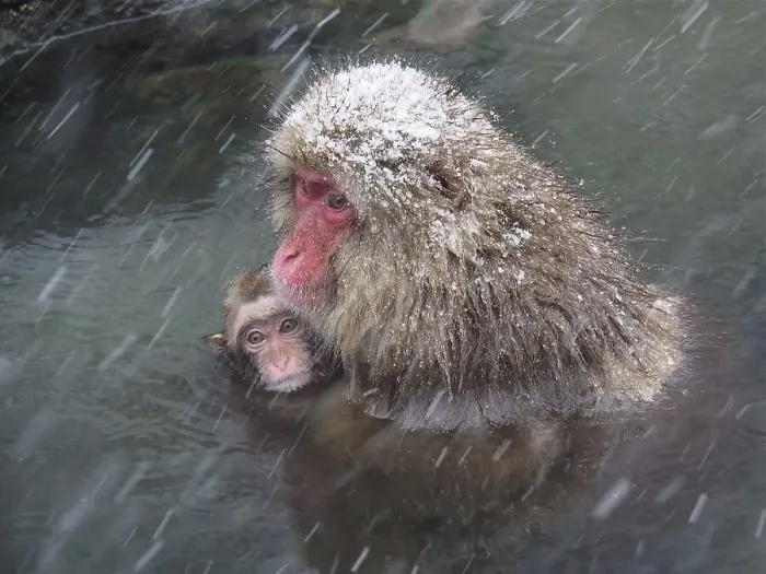 Framed Print : A snow monkey, Japan macaque, japanese macaque (Macaca fuscata) Framed Print : A snow monkey, Japan macaque, japanese macaque (Macaca fuscata)