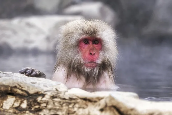 Framed Print : Snow monkeys also called Japanese macaque relaxing by the hot spring water in Jigokudani Monkey Park in Nagano Framed Print : Snow monkeys also called Japanese macaque relaxing by the hot spring water in Jigokudani Monkey Park in Nagano